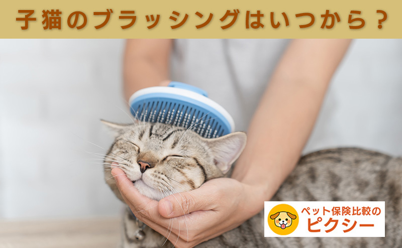 ブラッシングされる子猫