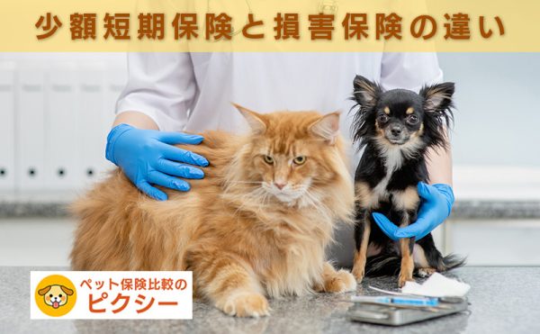 動物病院で受診する犬猫