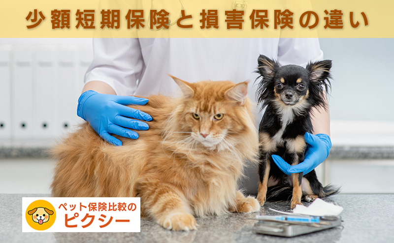 動物病院で受診する犬猫