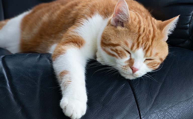 休日にペットの健康上の緊急事態に対処する
