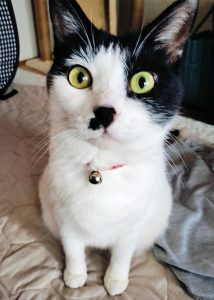 日本猫のビビちゃん