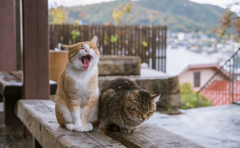 日本猫の特徴とは？よく見かけるけどどんな猫？