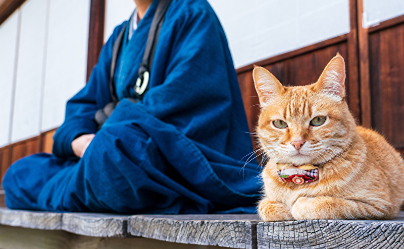 日本猫の特徴や種類ごとの性格、幸運を呼ぶ「かぎしっぽ」