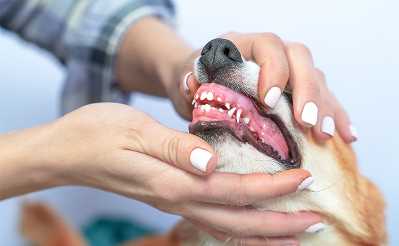 犬は歯周病になりやすい