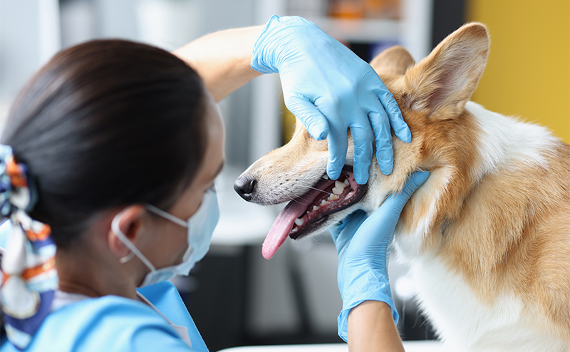 犬の歯周病の治療