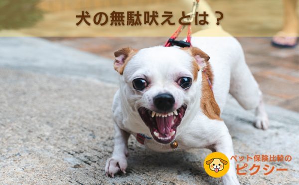犬の無駄吠えとは？