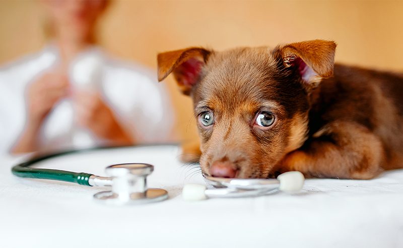 犬が聴診器の前でこちらを見つめている