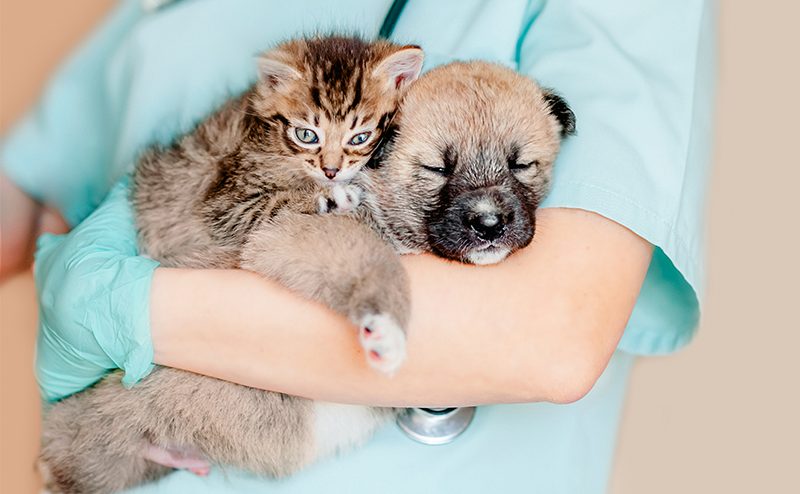 犬と猫が獣医師に抱えられている