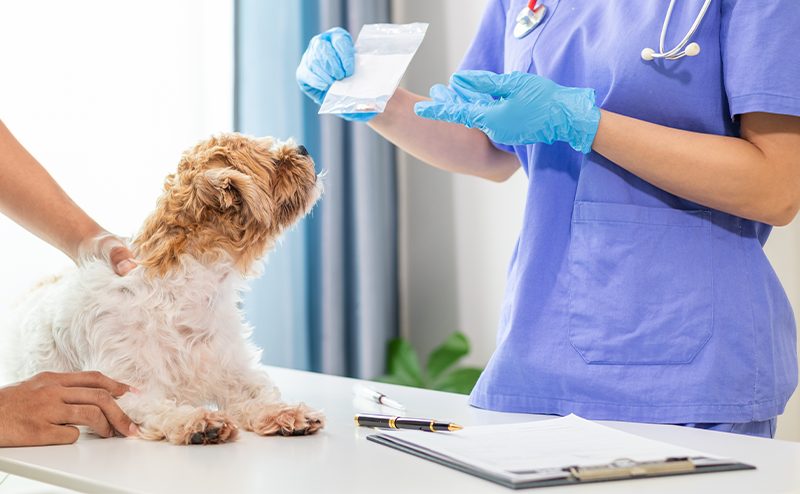 犬と飼い主が診察結果を聞いている