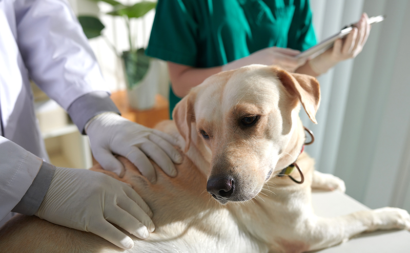 犬の癌の検査方法