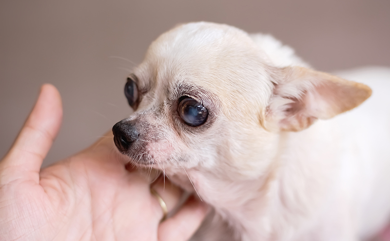 犬の白内障はペット保険で補償対象