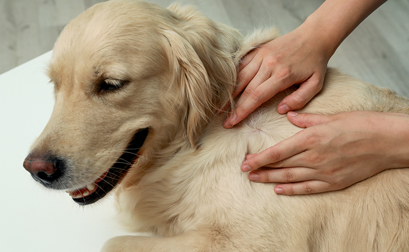 犬の肥満細胞腫の予防法