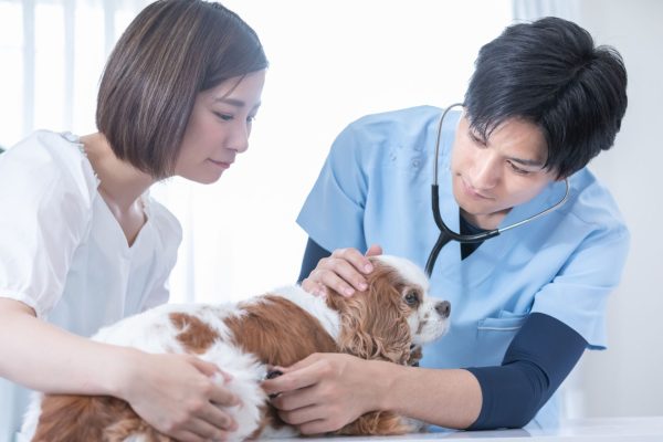 犬の診療を行なう獣医師