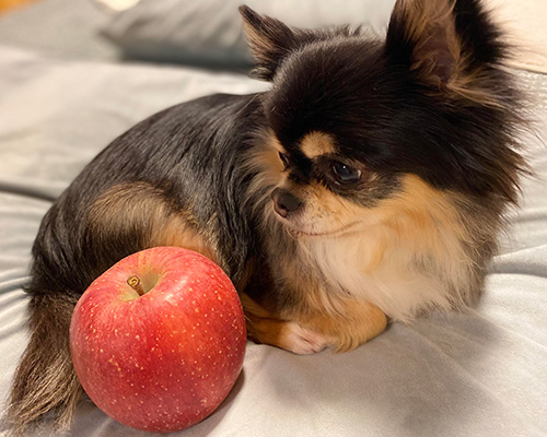 りんごを見つめる犬