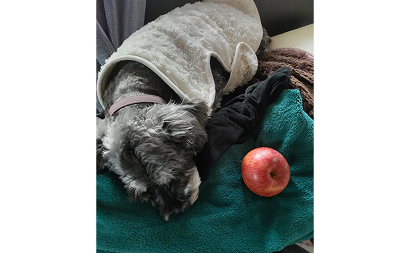 りんごと寄り添う犬
