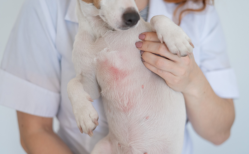 犬のアレルギー検査は保険適用？