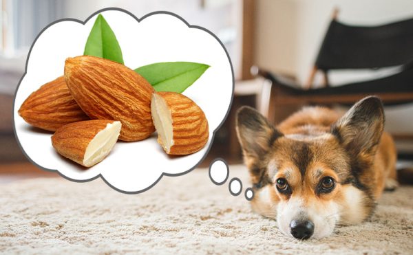 犬はアーモンドを食べられる？