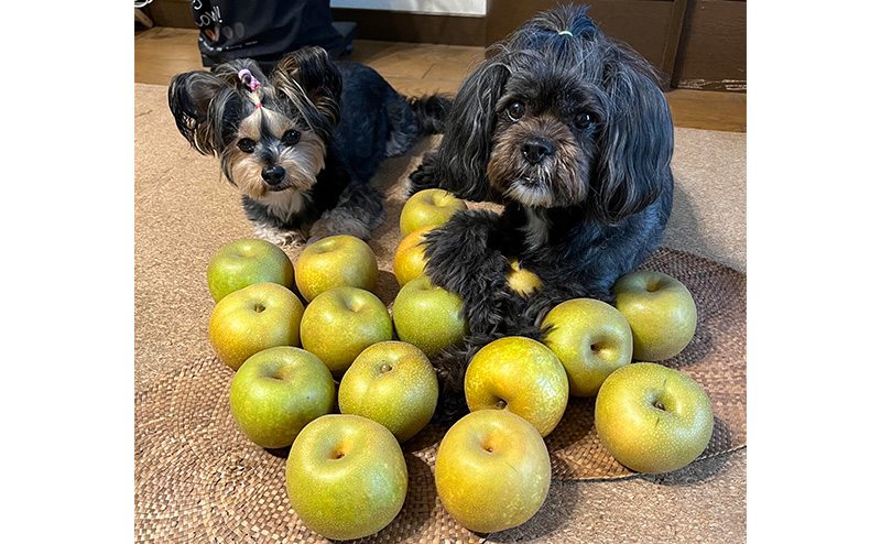 犬とたくさんの梨