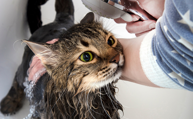 猫のおしりを洗う