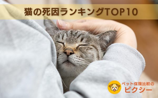 猫の死因ランキング