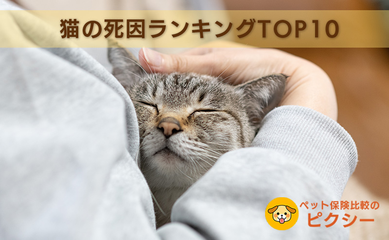 猫の死因ランキング