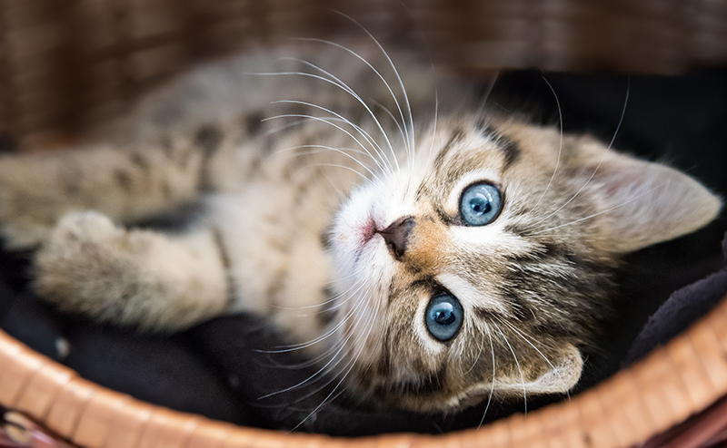猫の目の色キトンブルー