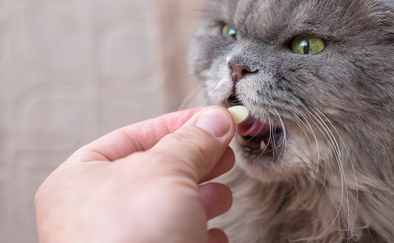 猫に薬を飲ませる方法
