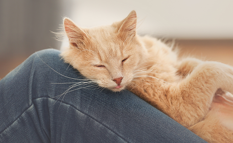 猫が膝の上で寝るときの心理
