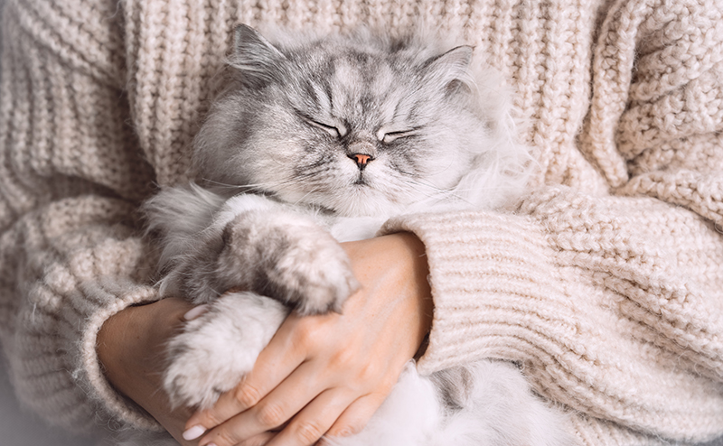 猫が腕の中で寝るときの心理