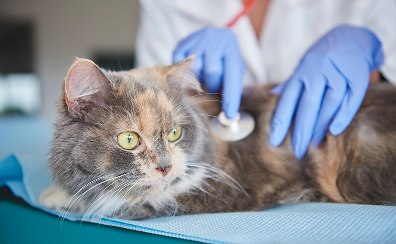 猫の肺水腫はどんな病気？