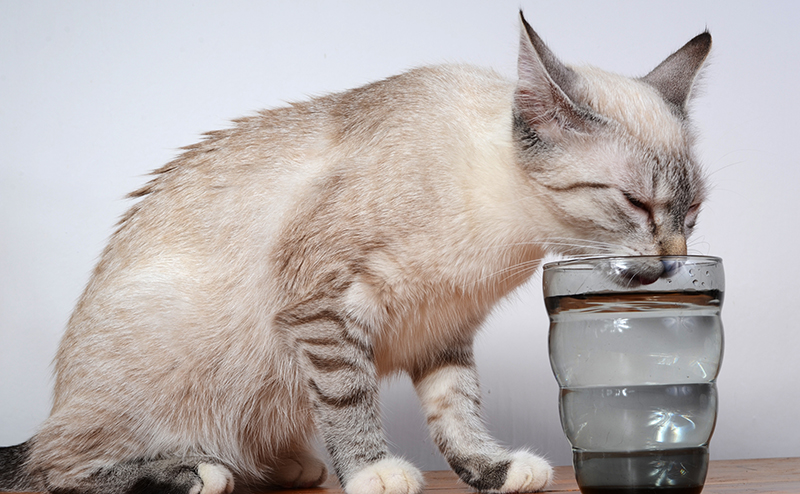 猫の脱水症状