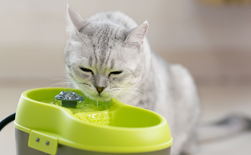 猫が水を飲まない原因