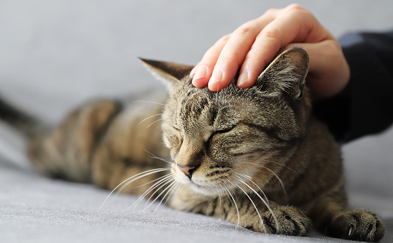 脳腫瘍とは何ですか?