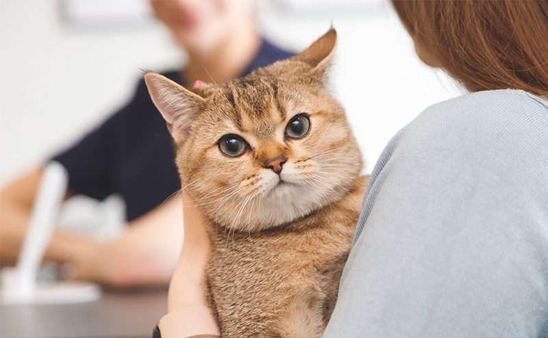 警戒している猫が飼い主に抱っこされている
