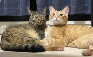 猫のここあちゃんとぷりんちゃん