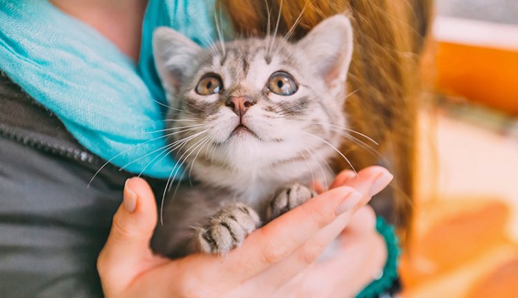 ベビーベスト 三毛猫 （三毛母猫に寄り添う赤ちゃん猫を撮らせて
