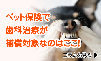 ペット保険で歯科治療が補償対象なのはここ!